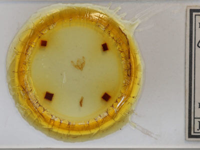 slide view of adult Catabena lineolata