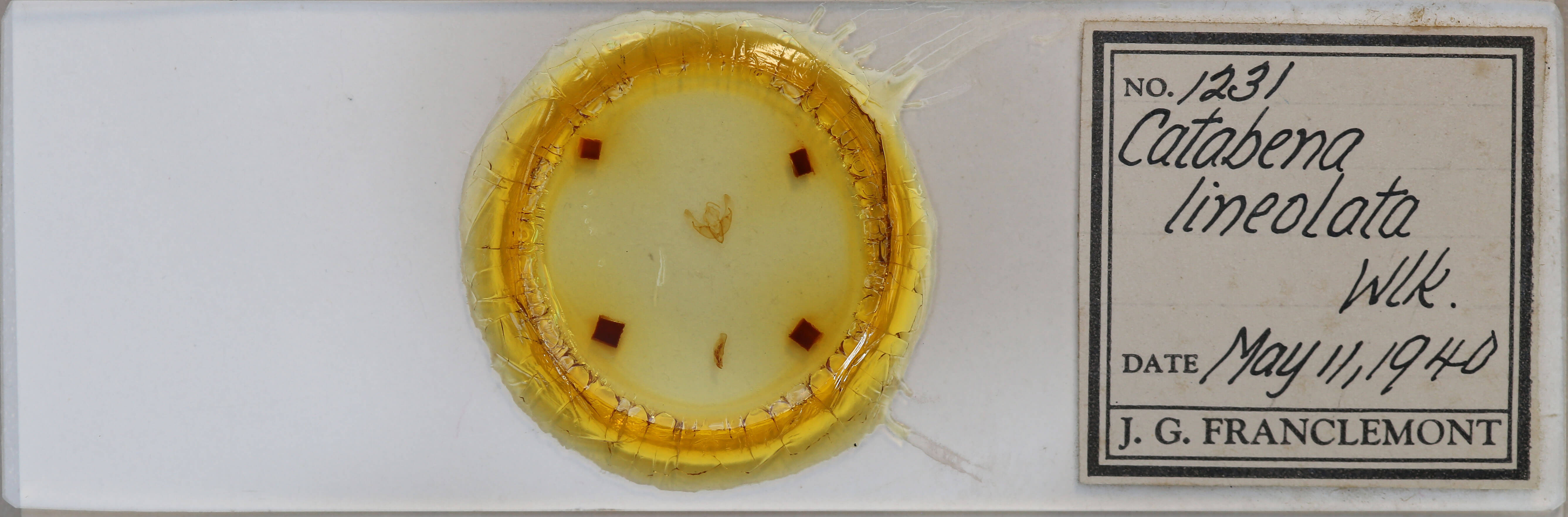 slide view of adult Catabena lineolata