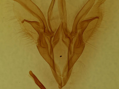 genitalia view of adult Catocala antinympha