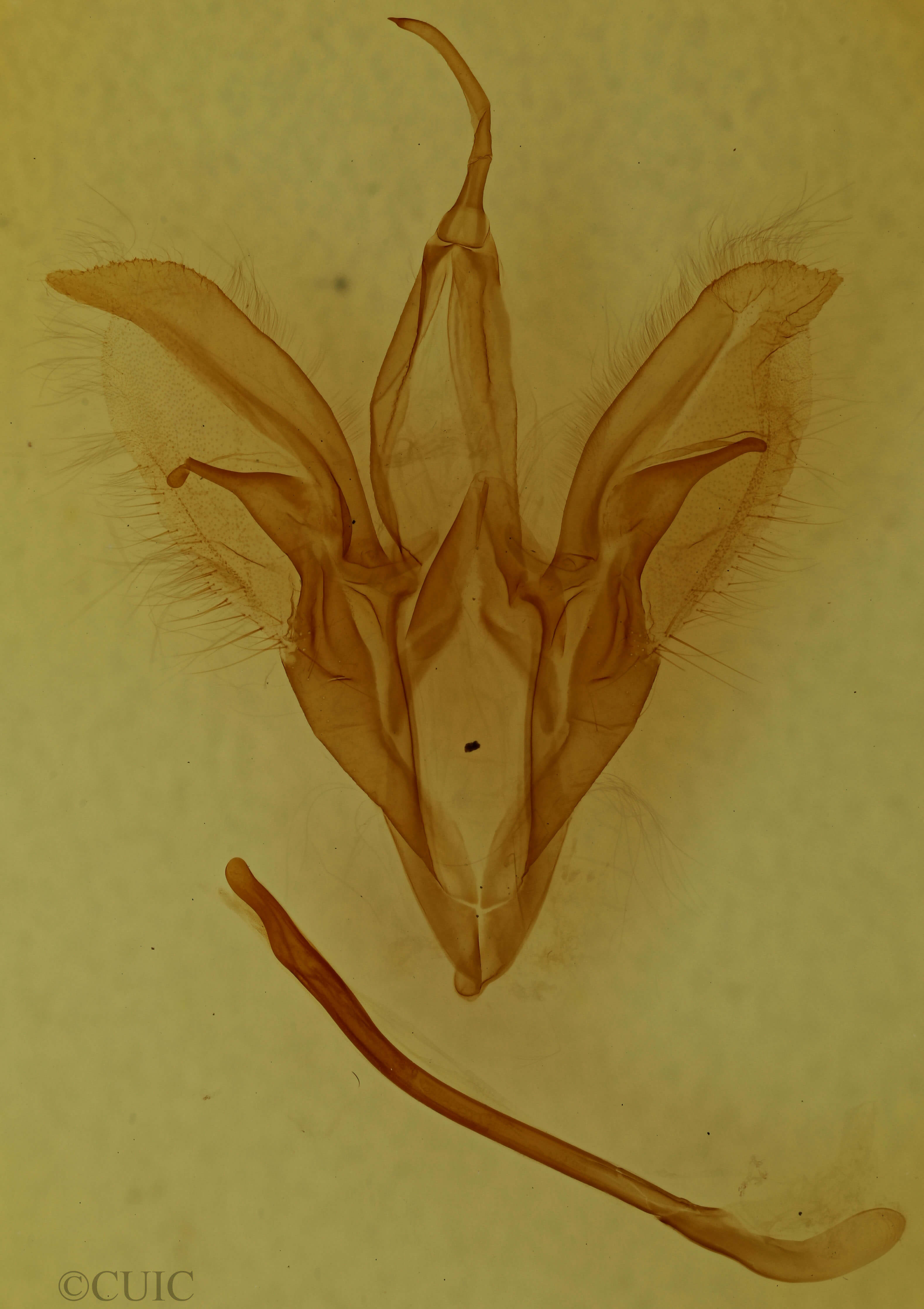 genitalia view of adult Catocala antinympha