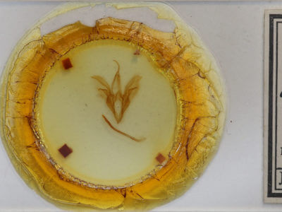 slide view of adult Catocala antinympha