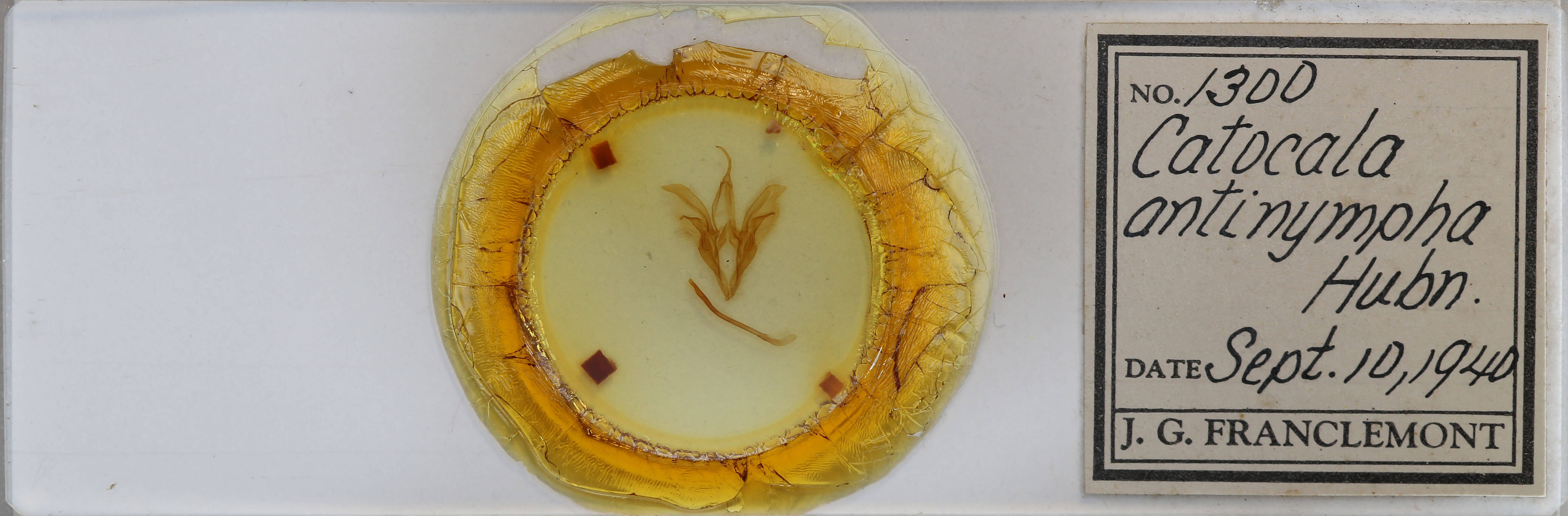 slide view of adult Catocala antinympha