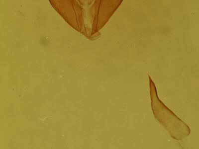 genitalia view of adult Erastria coloraria