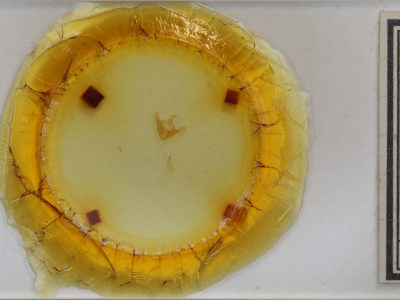 slide view of adult Erastria coloraria