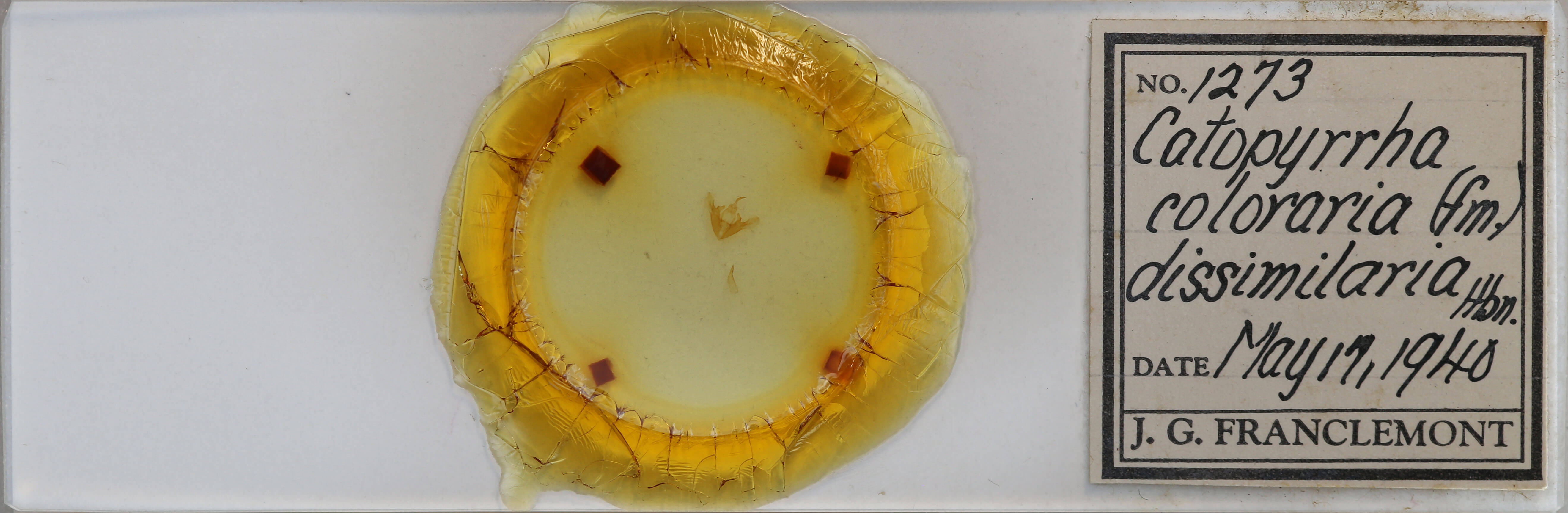 slide view of adult Erastria coloraria