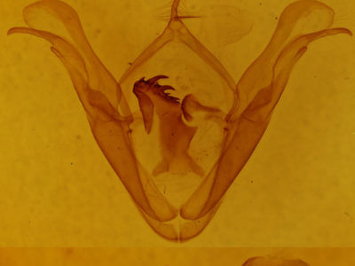 genitalia view of adult Celiptera frustulum