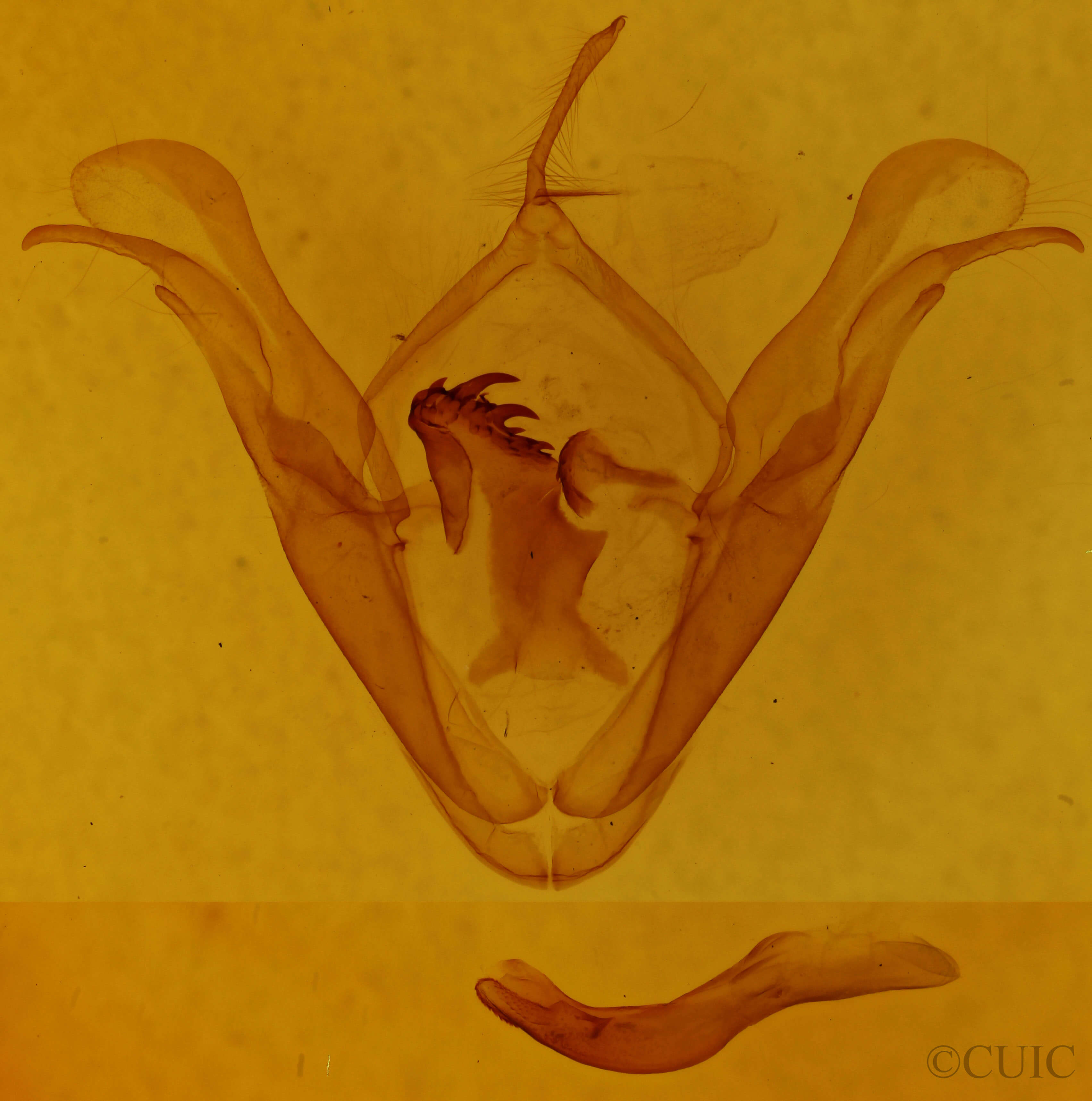 genitalia view of adult Celiptera frustulum