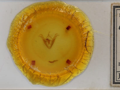 slide view of adult Celiptera frustulum