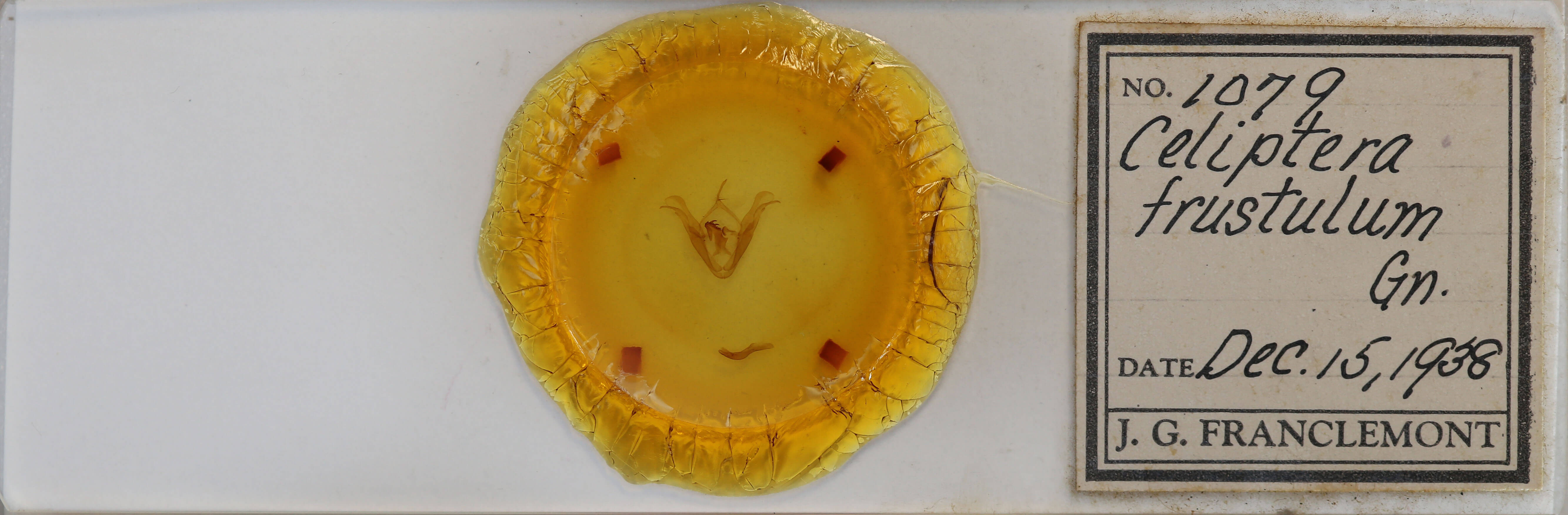 slide view of adult Celiptera frustulum