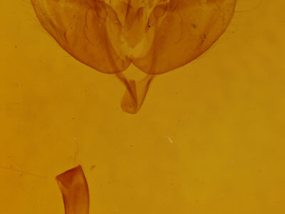 genitalia view of adult Cerapteryx graminis