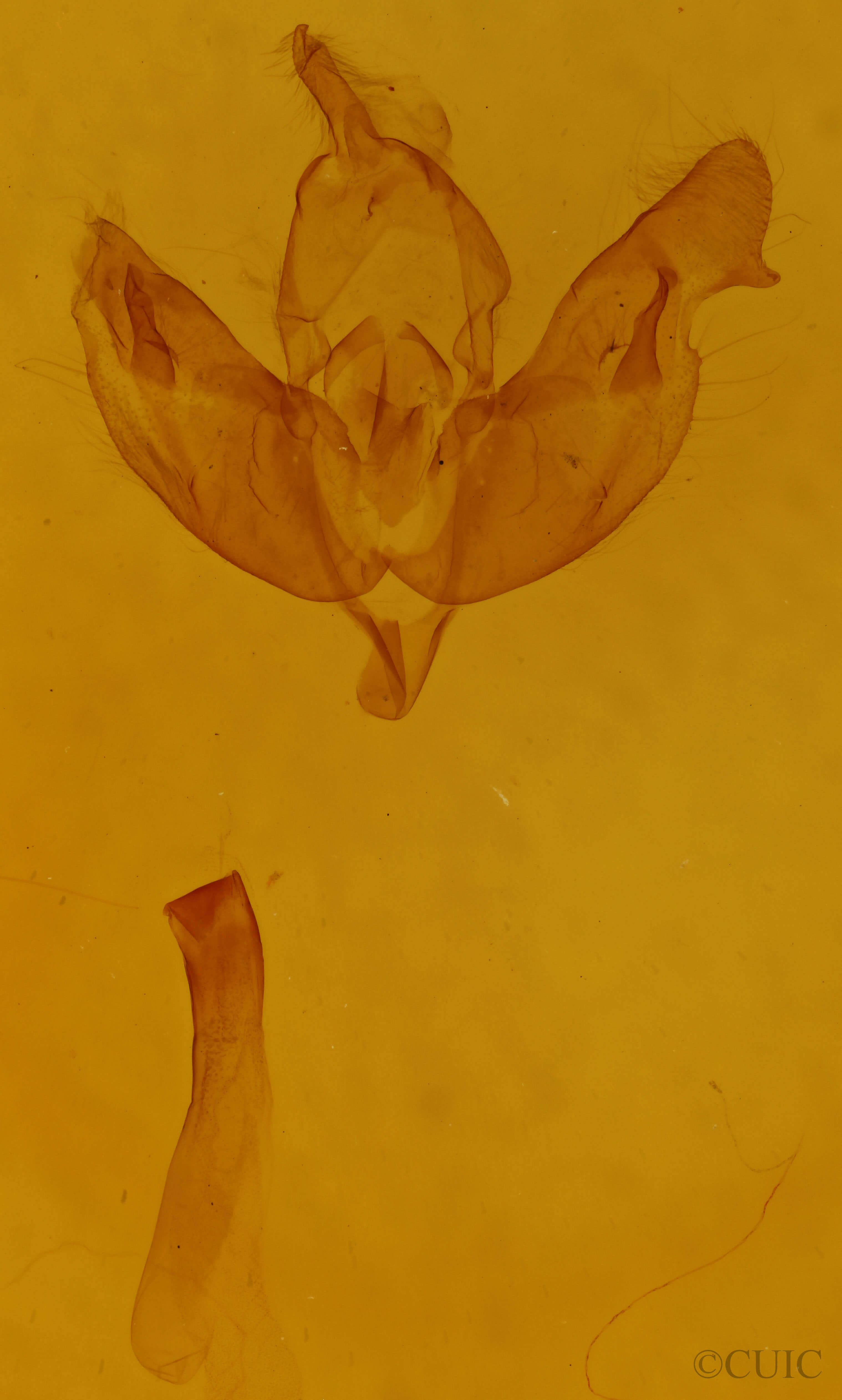 genitalia view of adult Cerapteryx graminis