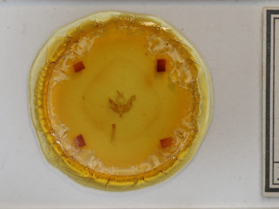 slide view of adult Cerapteryx graminis