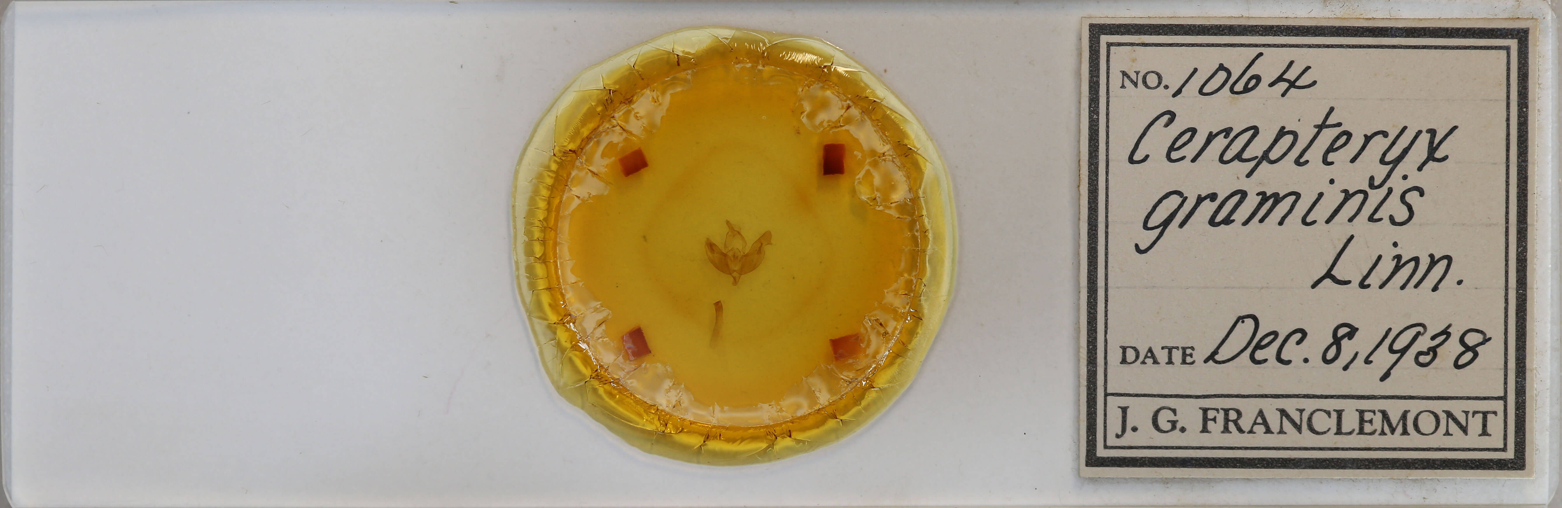 slide view of adult Cerapteryx graminis