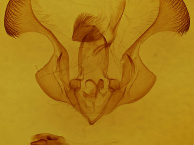 genitalia view of adult Chabuata erythrias