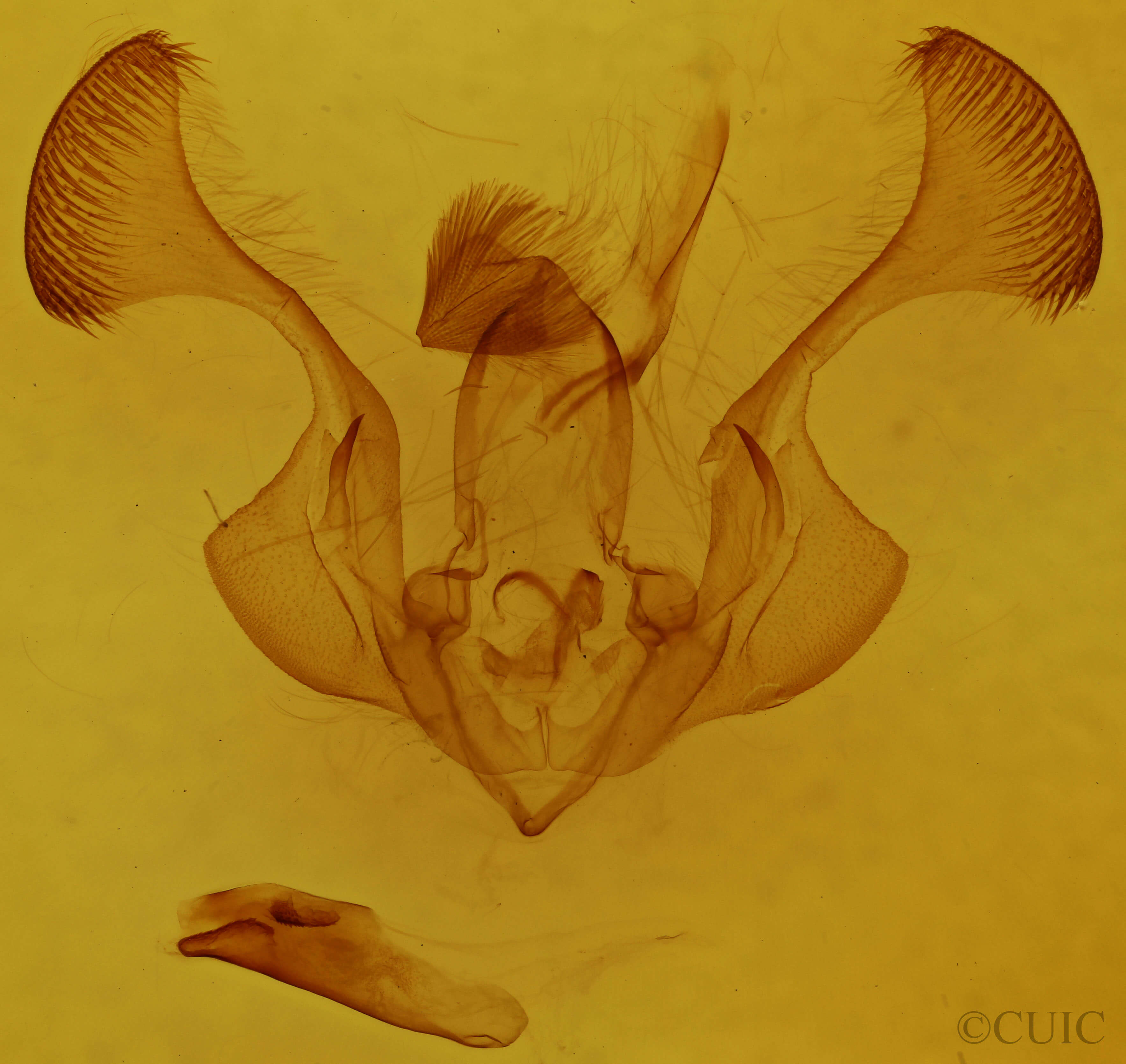 genitalia view of adult Chabuata erythrias