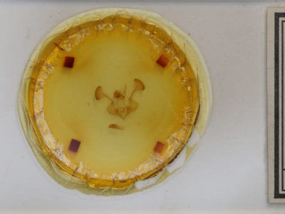 slide view of adult Chabuata erythrias