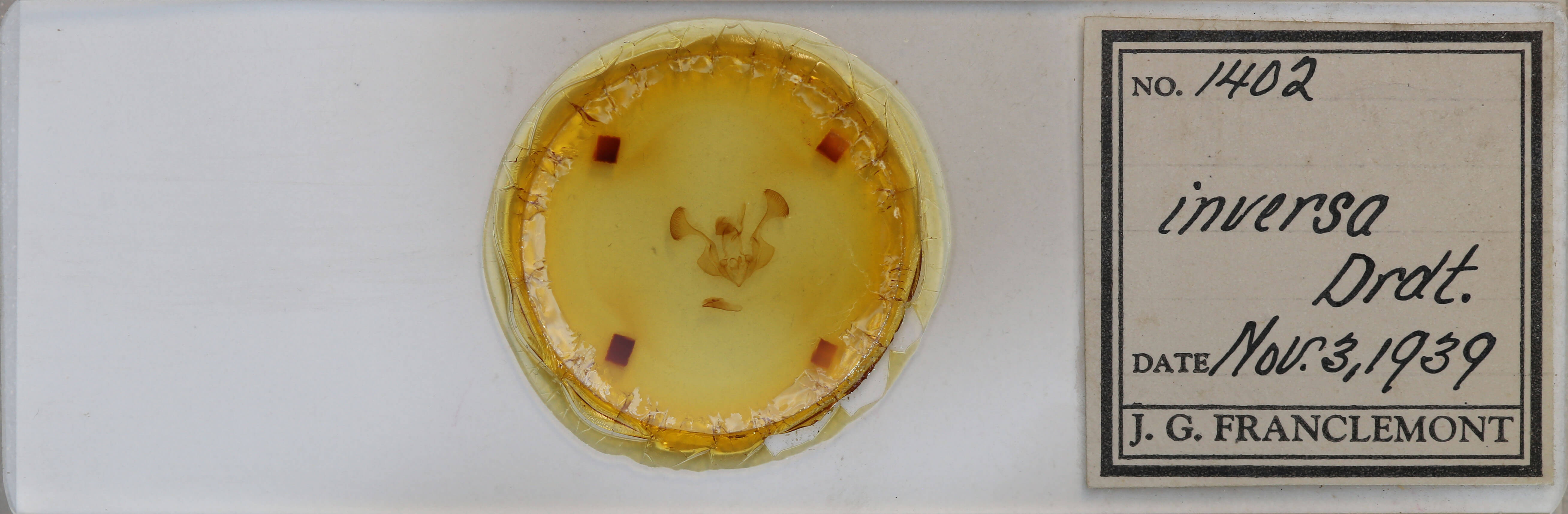 slide view of adult Chabuata erythrias