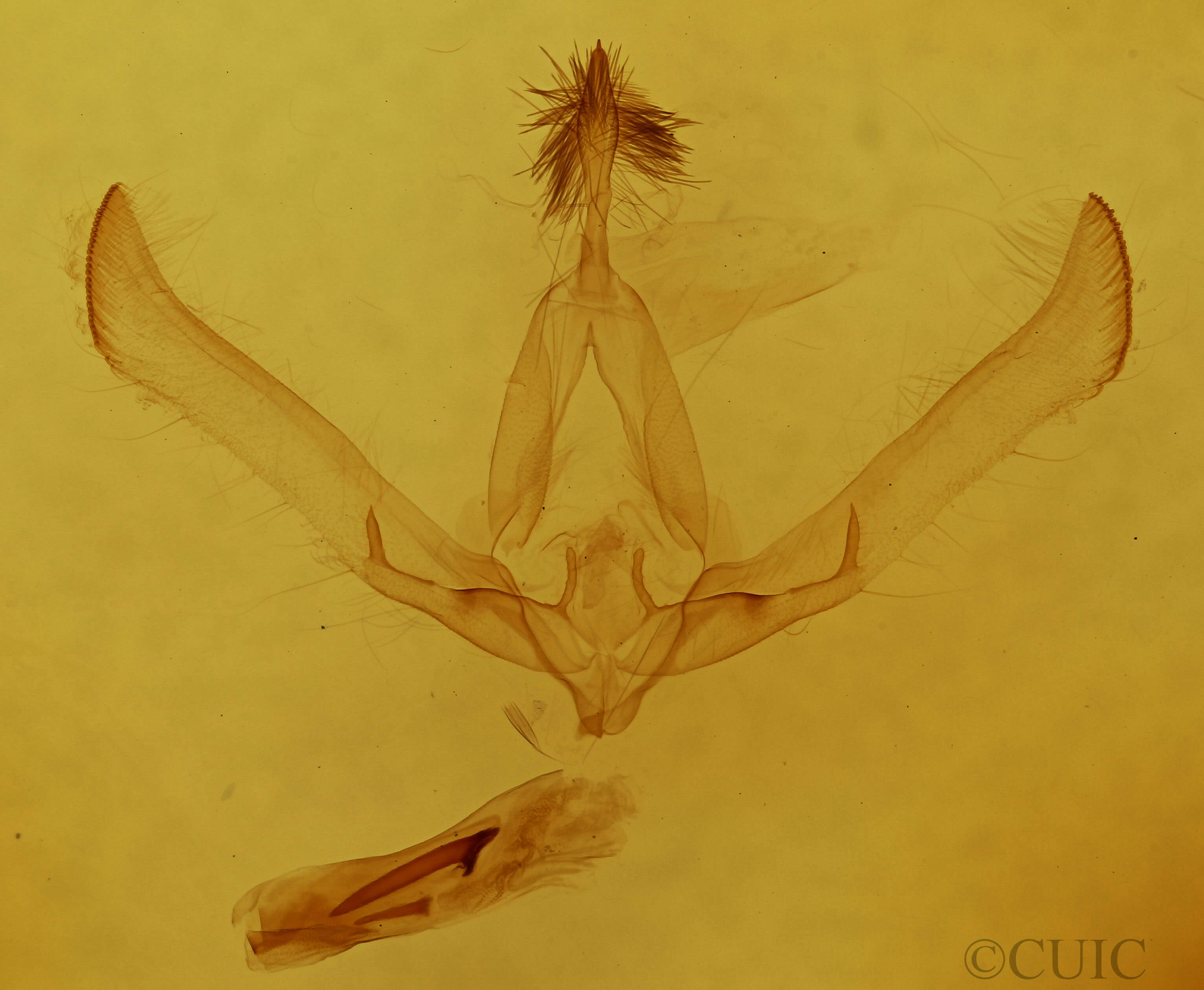 genitalia view of adult Cucullia scopariae