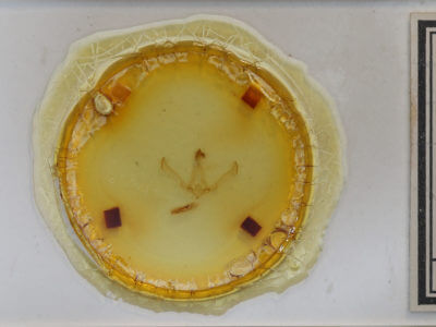 slide view of adult Cucullia scopariae