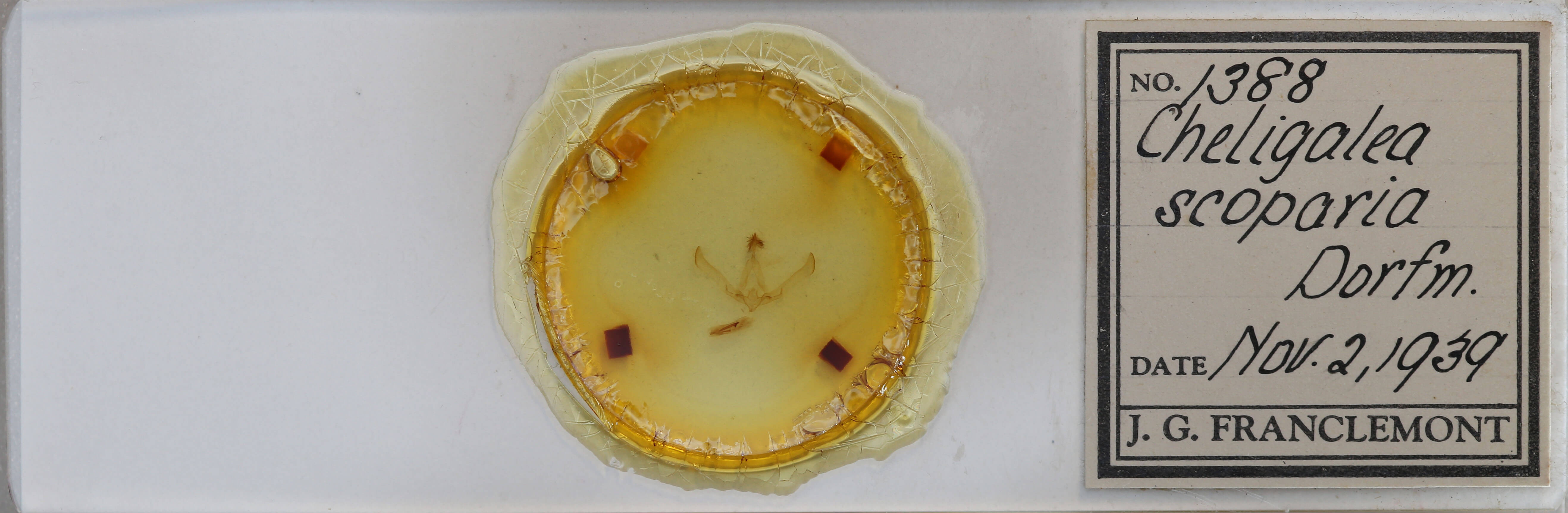 slide view of adult Cucullia scopariae