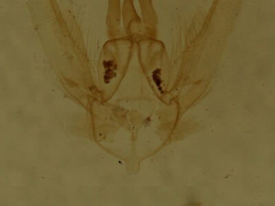 genitalia view of adult Chlorochlamys chloroleucaria