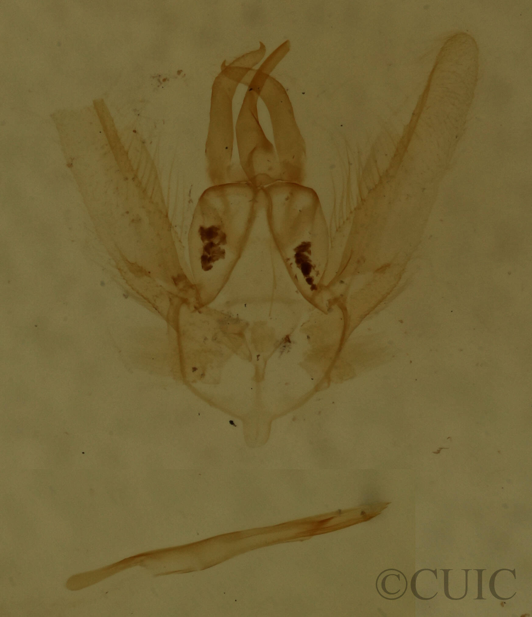 genitalia view of adult Chlorochlamys chloroleucaria