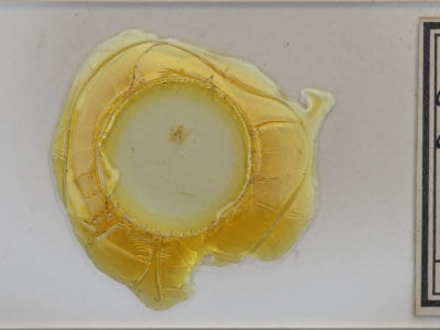 slide view of adult Chlorochlamys chloroleucaria