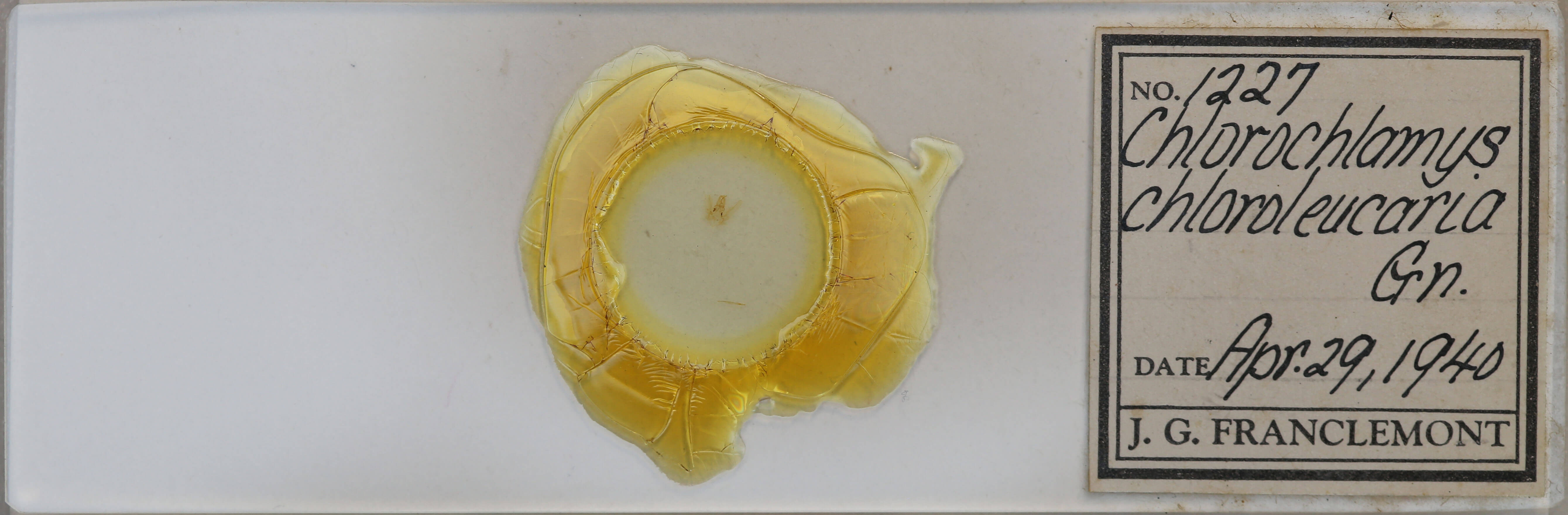 slide view of adult Chlorochlamys chloroleucaria