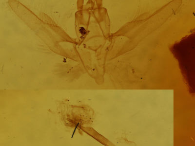 genitalia view of adult Chlorochlamys chloroleucaria
