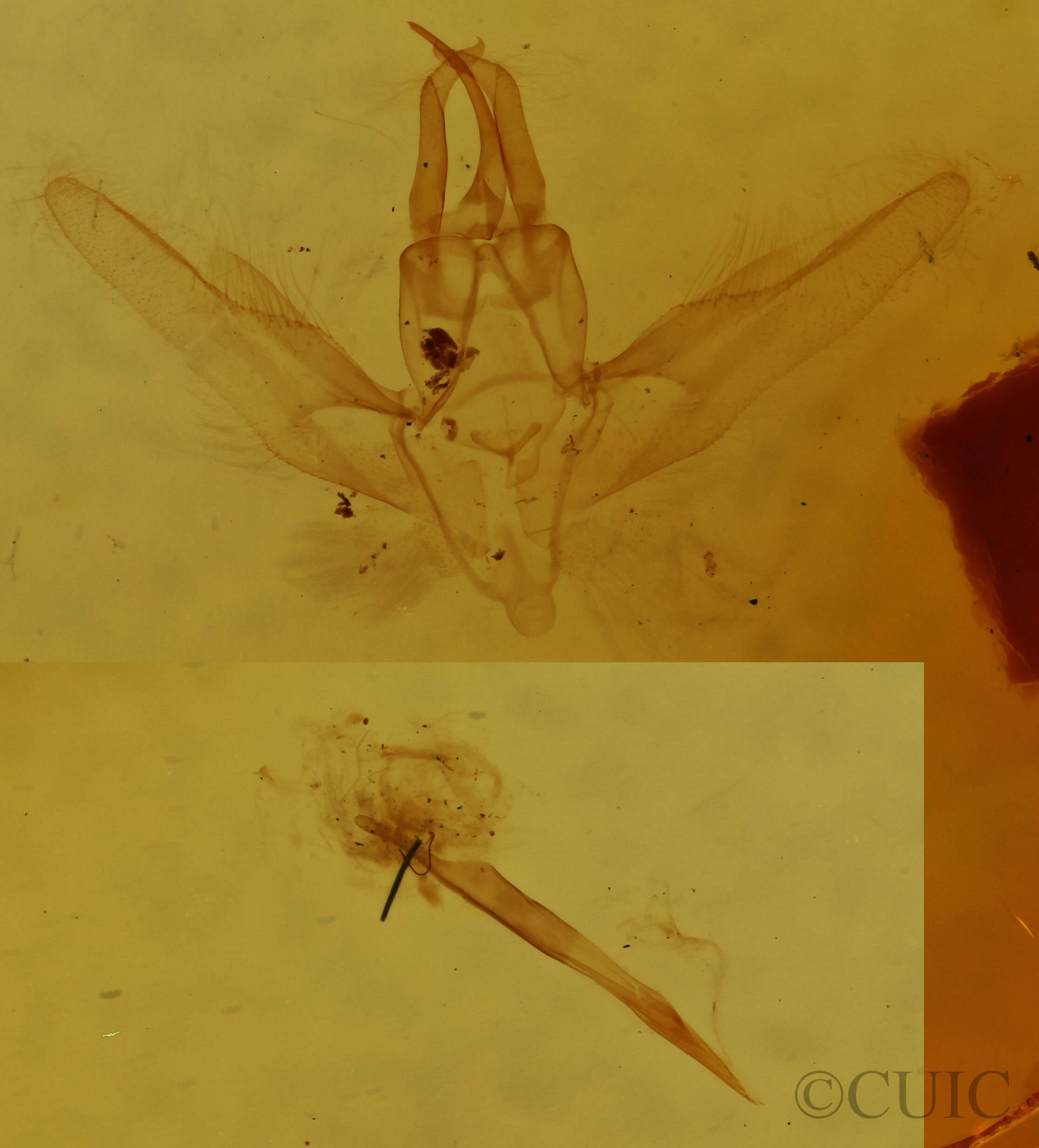 genitalia view of adult Chlorochlamys chloroleucaria