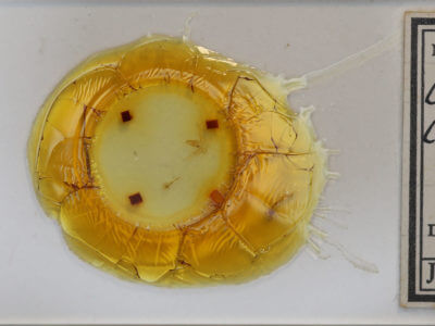 slide view of adult Chlorochlamys chloroleucaria