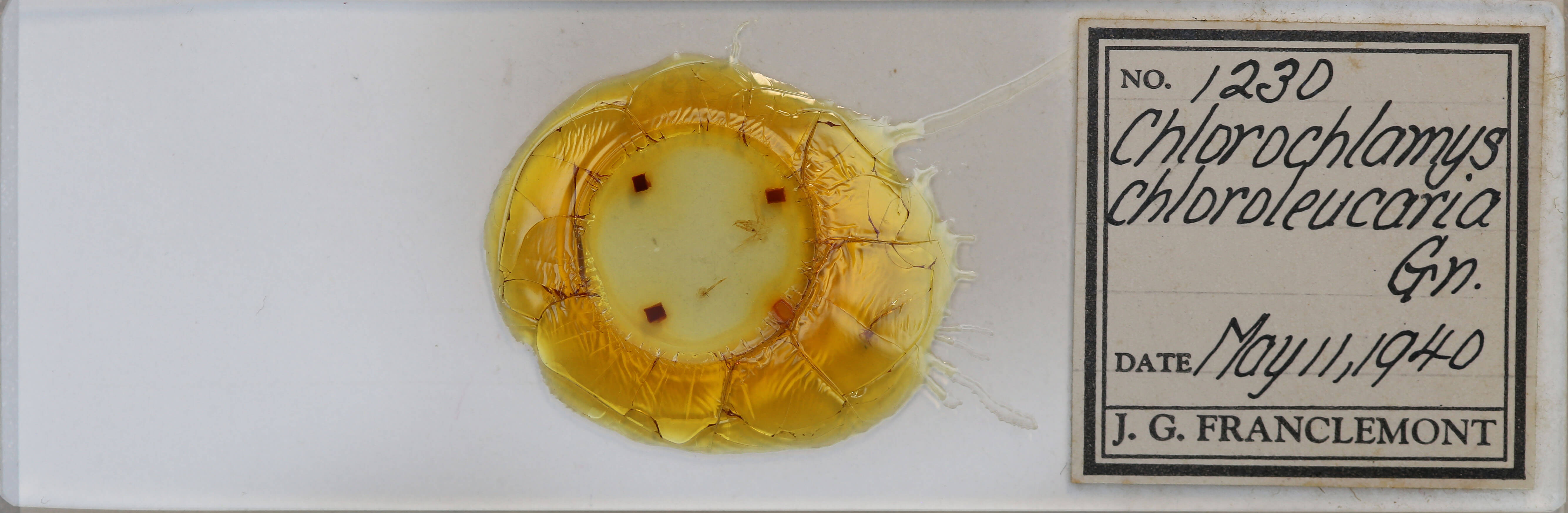 slide view of adult Chlorochlamys chloroleucaria