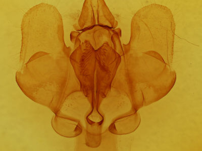 genitalia view of adult Gonogramma lemoulti 