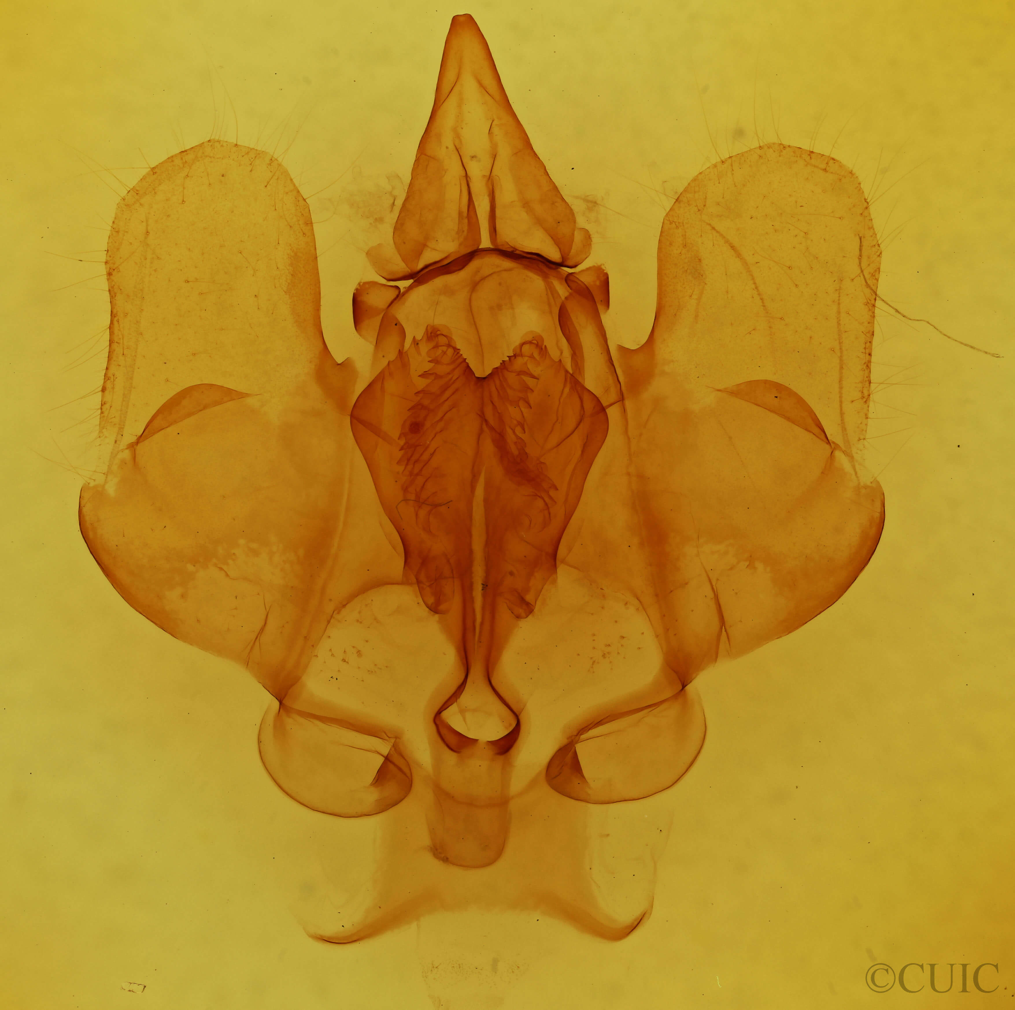 genitalia view of adult Gonogramma lemoulti 