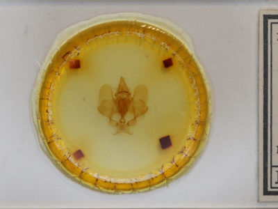 slide view of adult Gonogramma lemoulti 