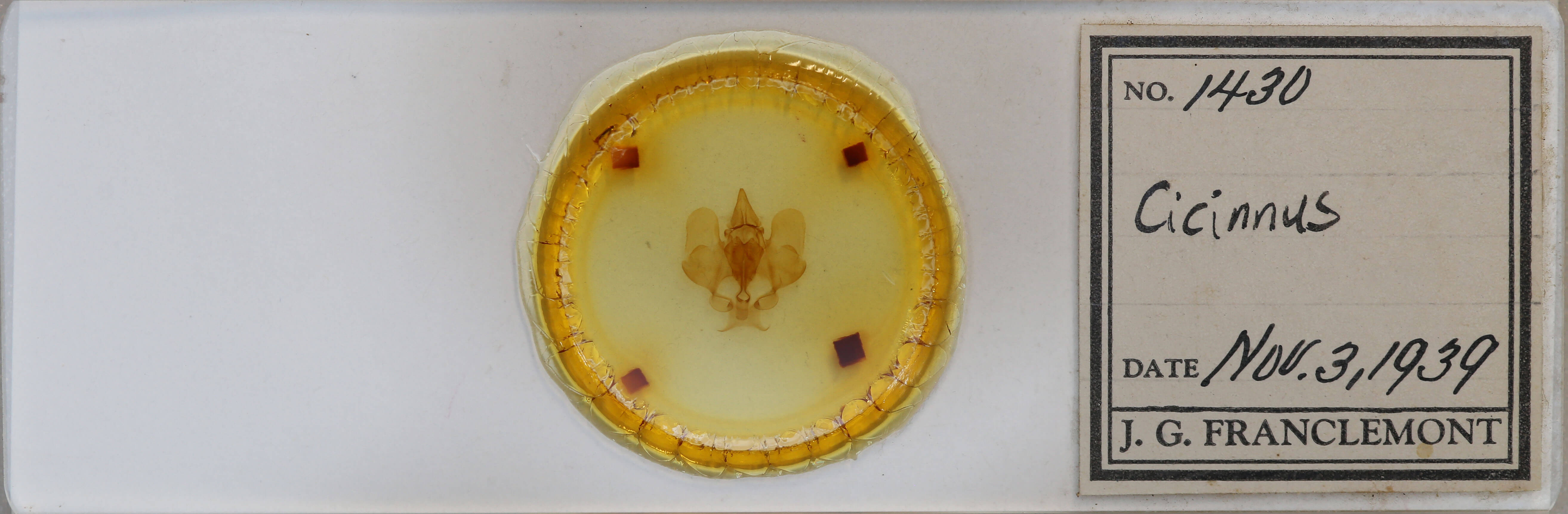 slide view of adult Gonogramma lemoulti 
