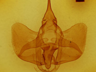 genitalia view of adult Psychocampa undiscata