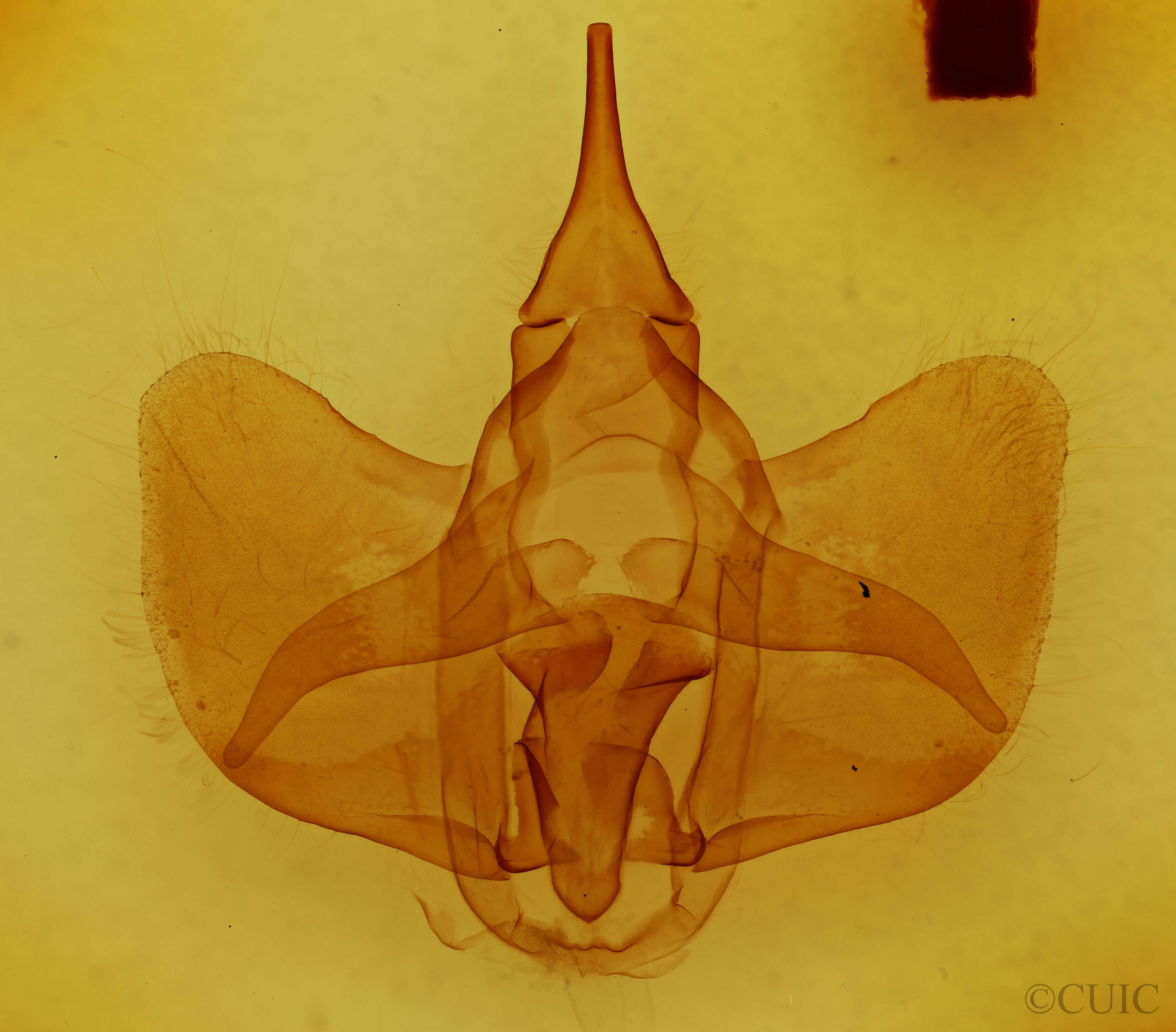 genitalia view of adult Psychocampa undiscata
