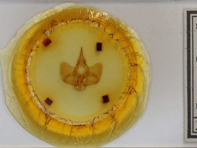 slide view of adult Psychocampa undiscata