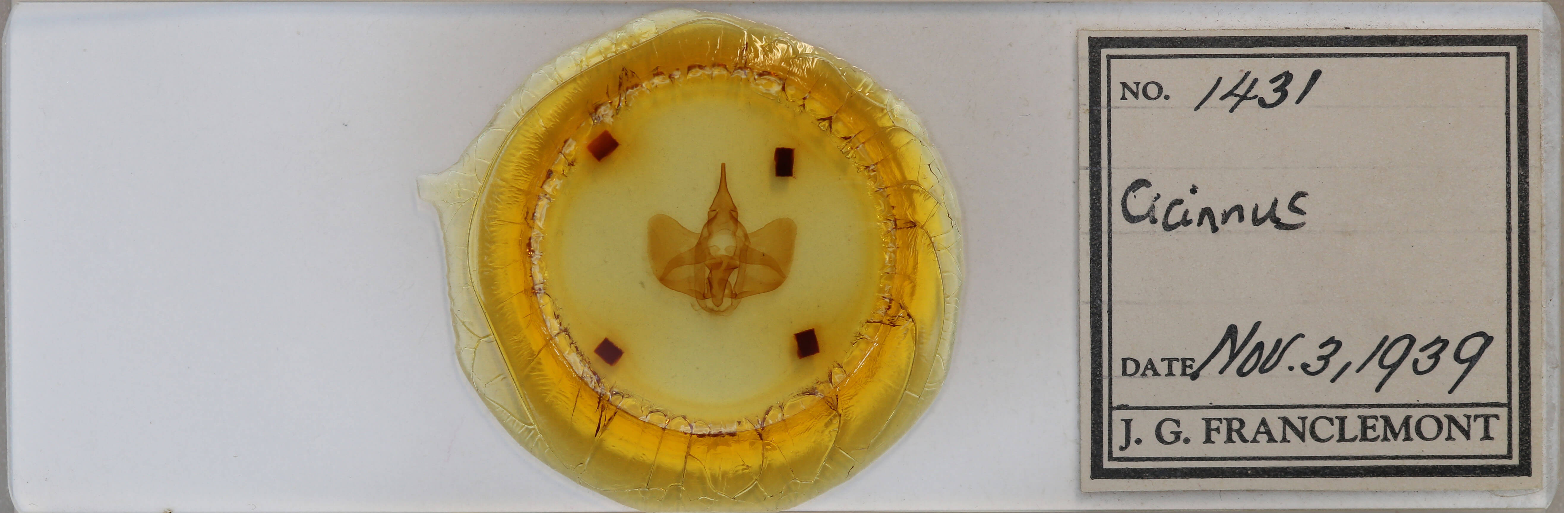 slide view of adult Psychocampa undiscata