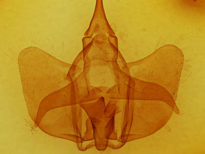 genitalia view of adult Psychocampa undiscata