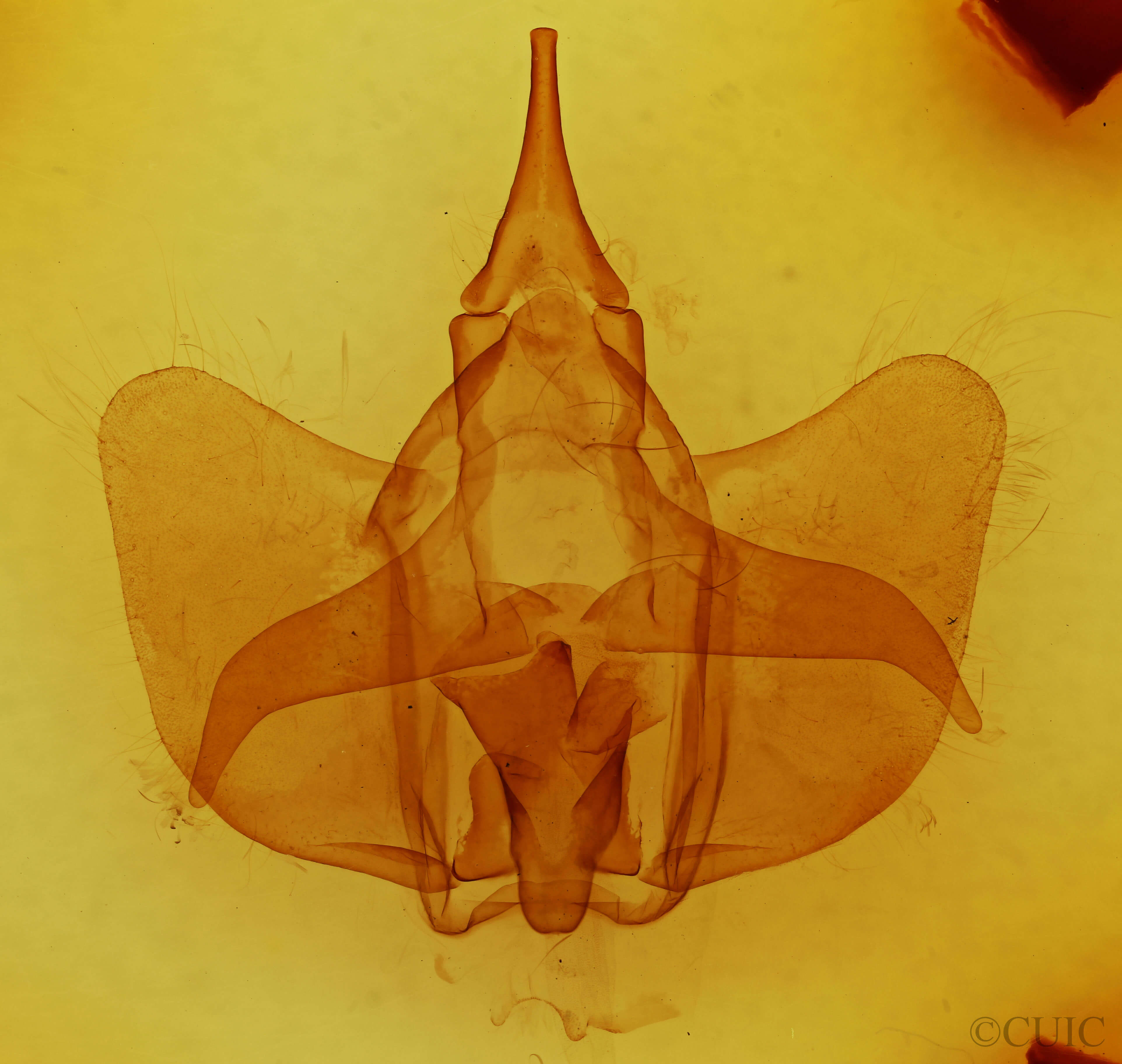 genitalia view of adult Psychocampa undiscata