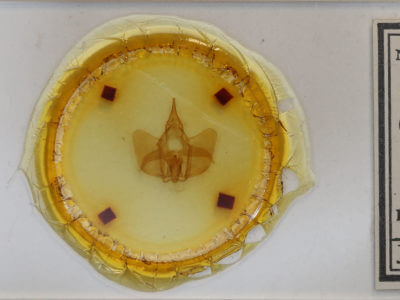 slide view of adult Psychocampa undiscata