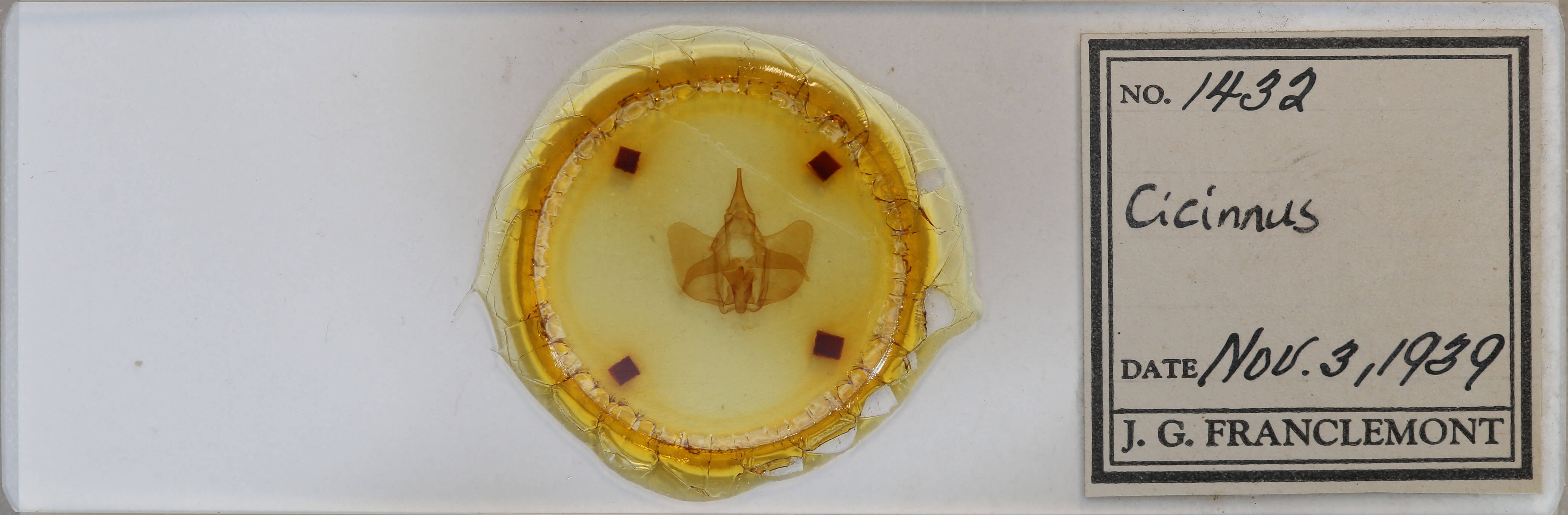 slide view of adult Psychocampa undiscata