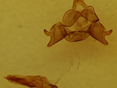 genitalia view of adult Cisseps fulvicollis