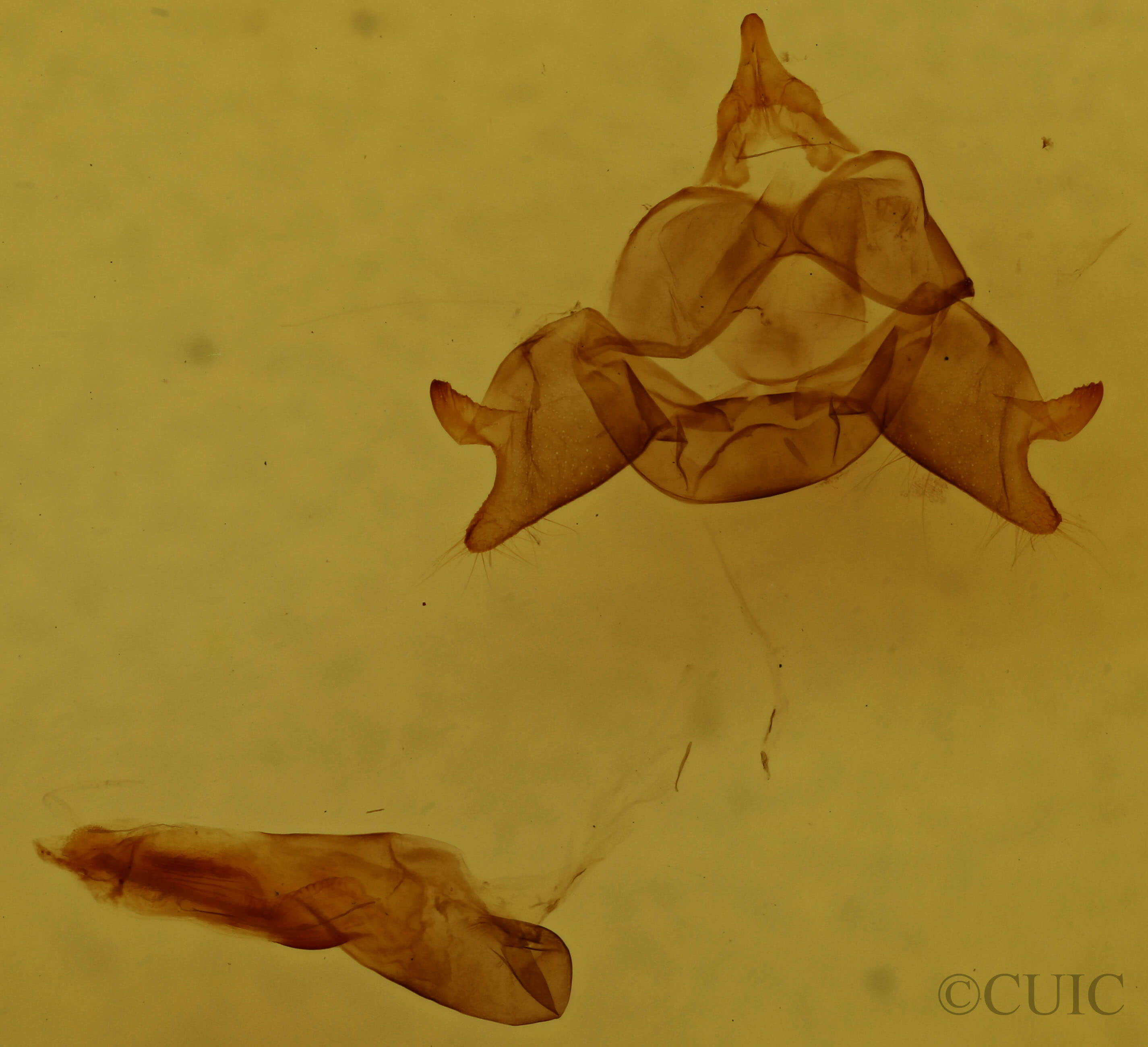 genitalia view of adult Cisseps fulvicollis