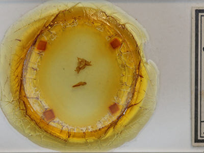 slide view of adult Cisseps fulvicollis