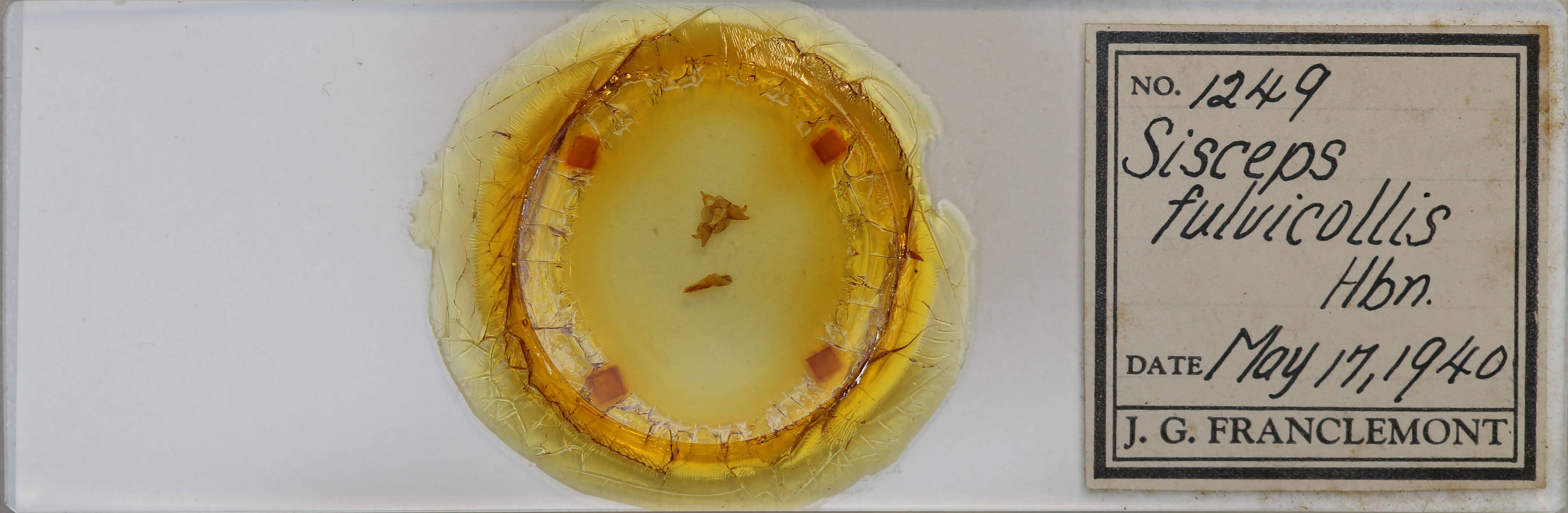 slide view of adult Cisseps fulvicollis