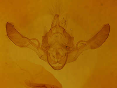 genitalia view of adult Tiliacea aurago