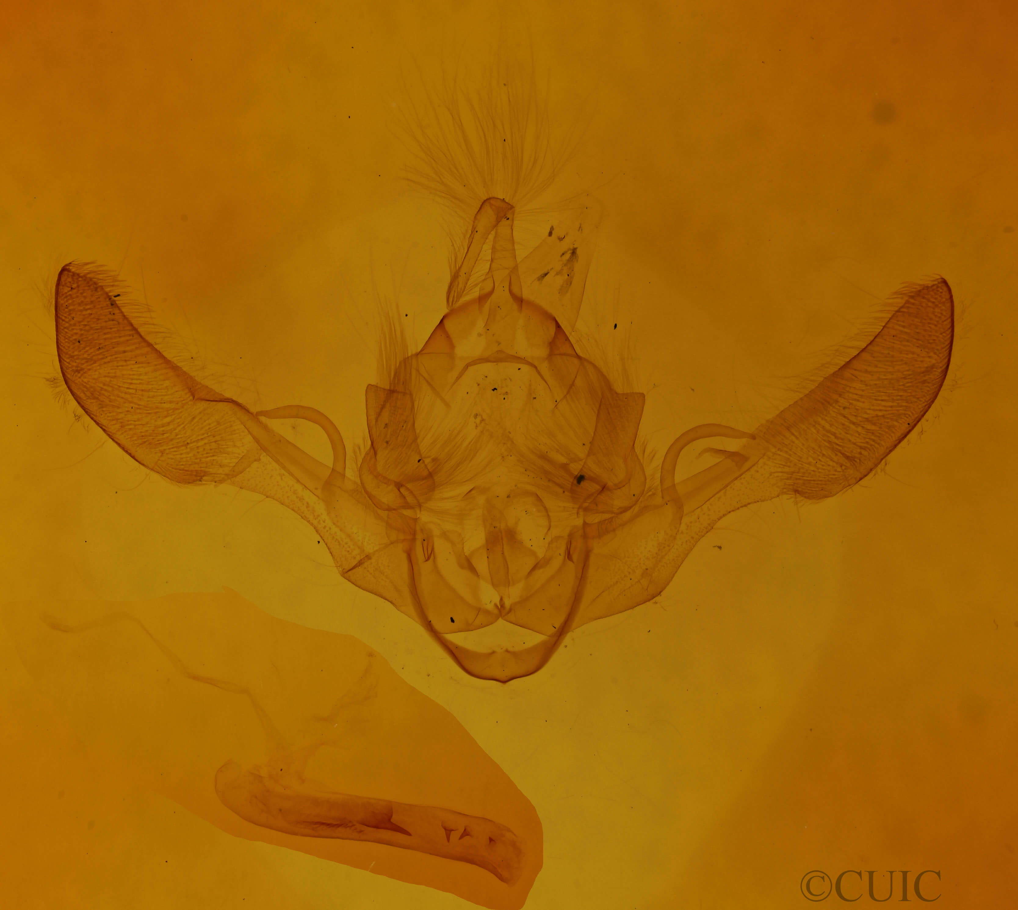 genitalia view of adult Tiliacea aurago